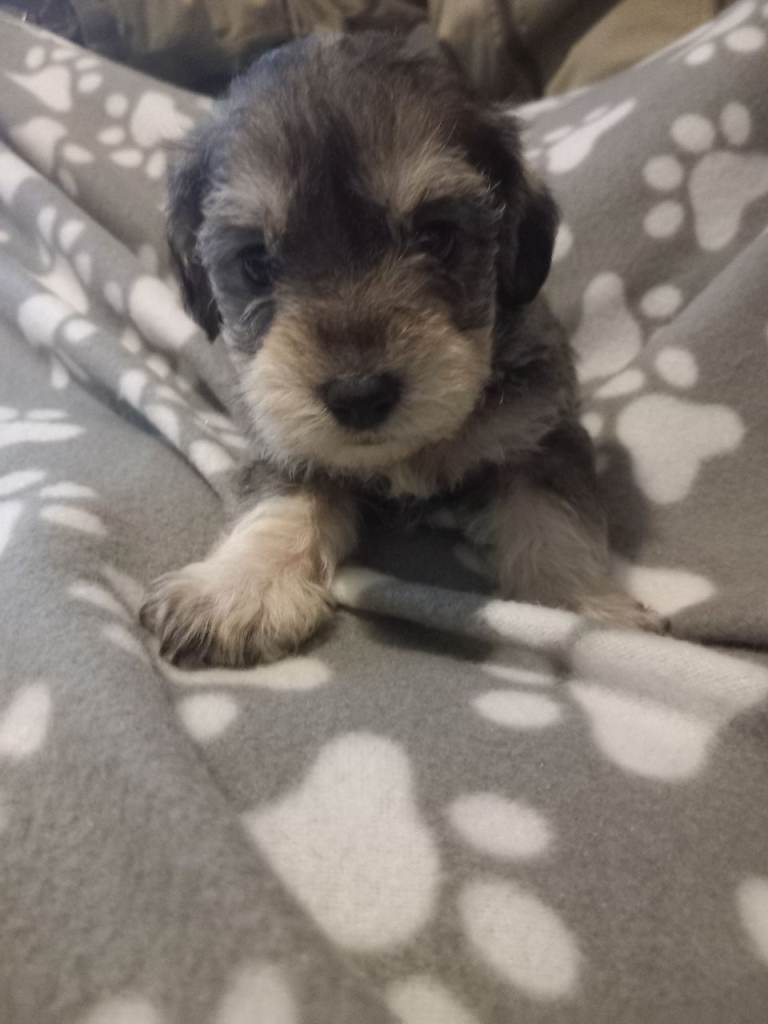 TOY SHNOODLES READY 21ST DEC