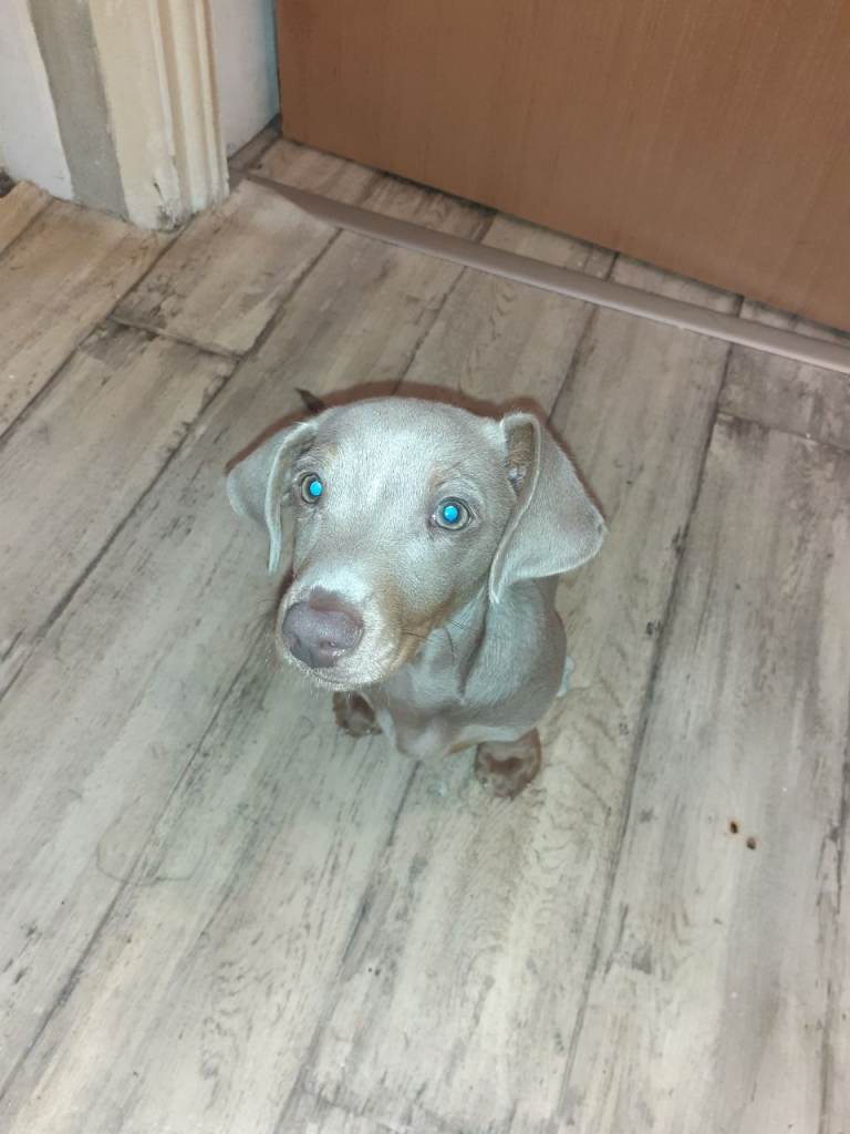 Dachshund puppy