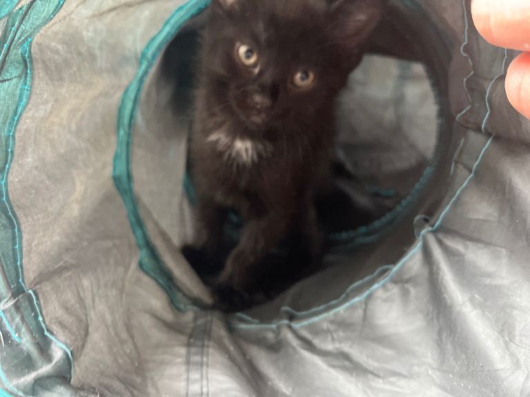 Beautiful kitten female