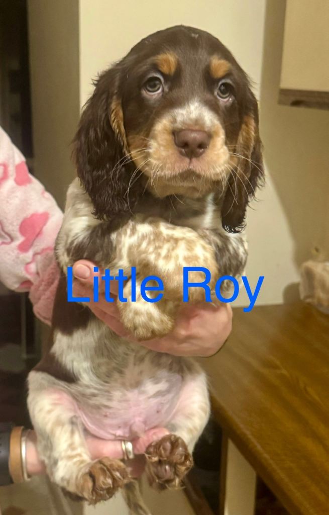 Cocker Spaniel Puppies – Family Raised – Ammanford, Wales