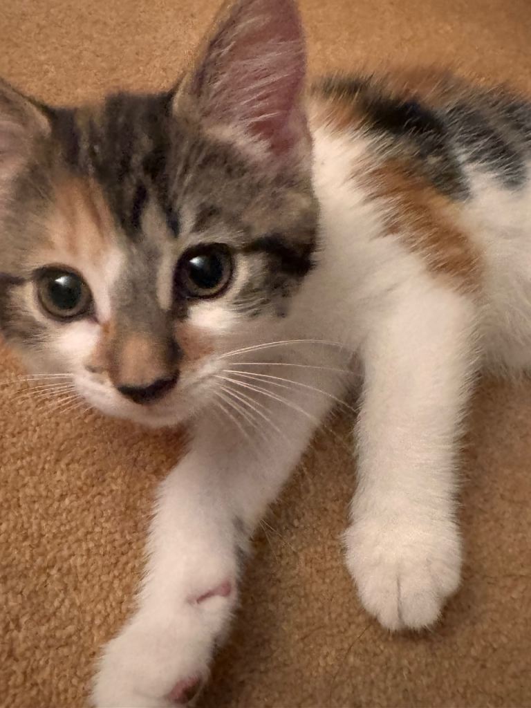 Cute kitten for sale!