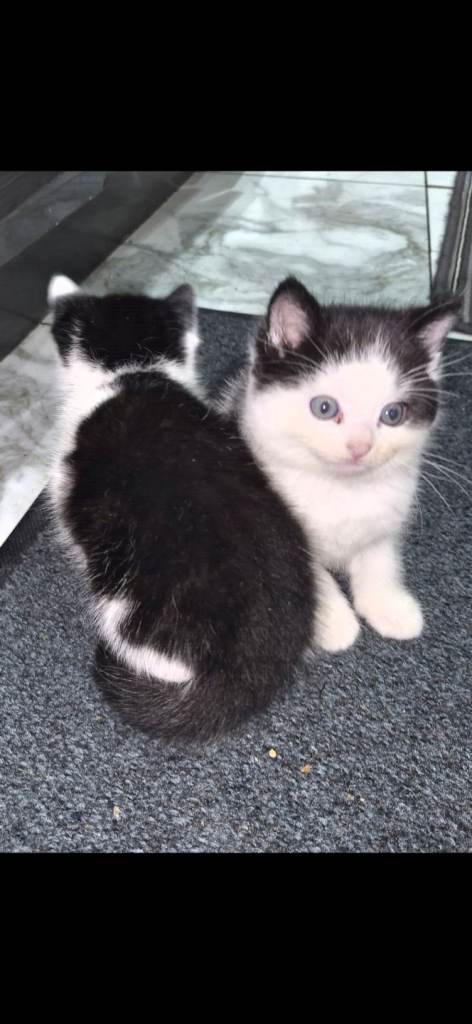 Beautiful kitten for sale