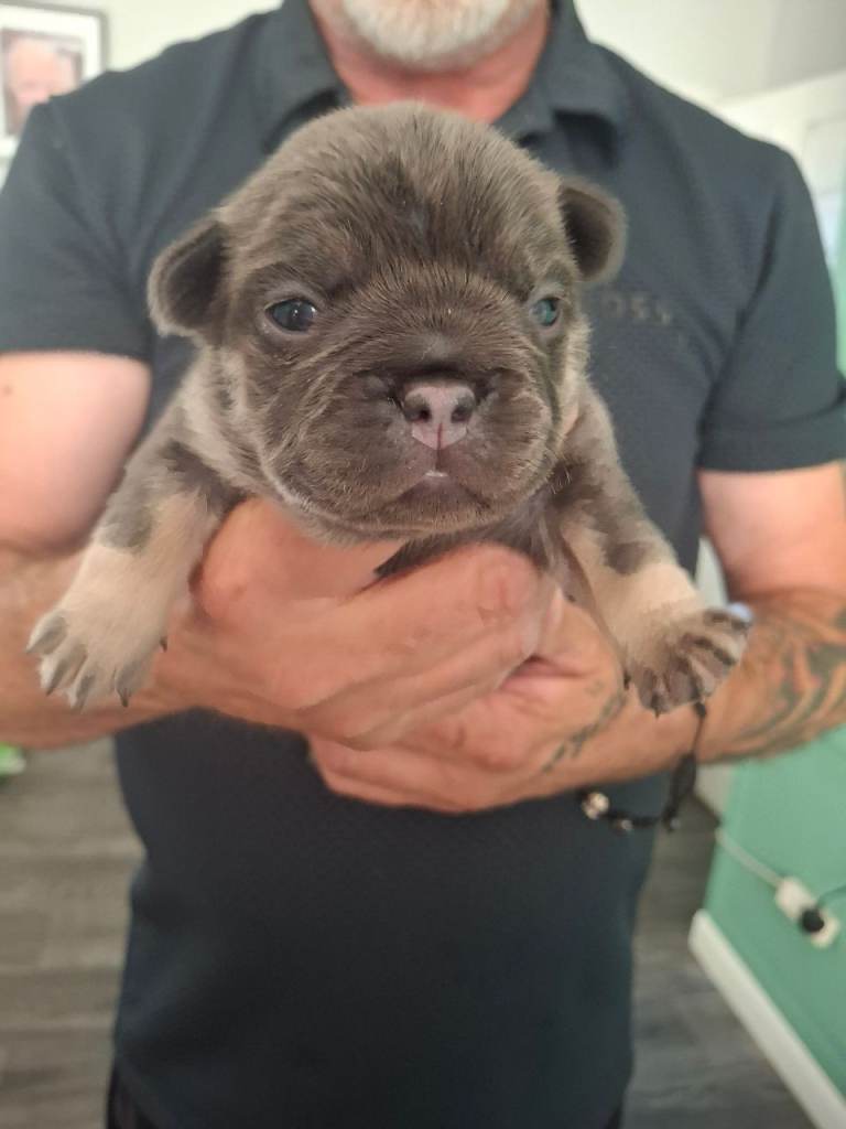 French bulldog