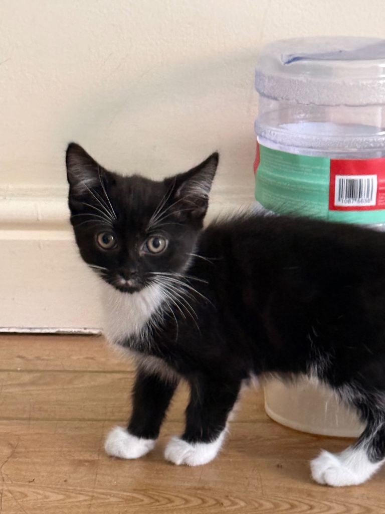 Kittens for sale