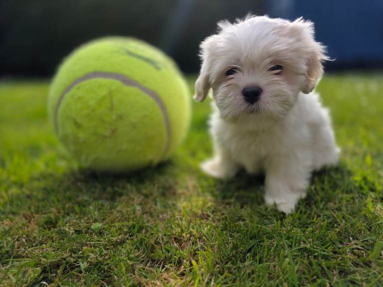 Shih tzu puppy