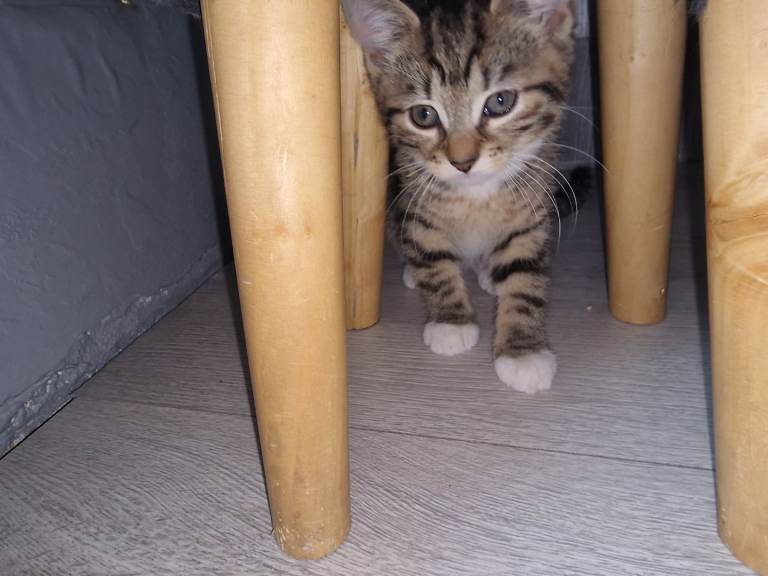 Tobby cat 