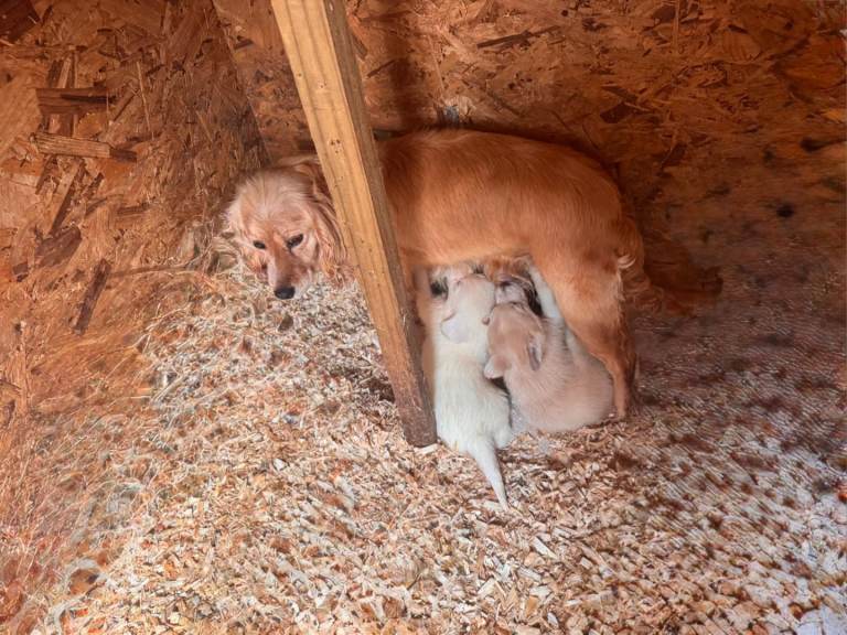 Cocker spaniel pups