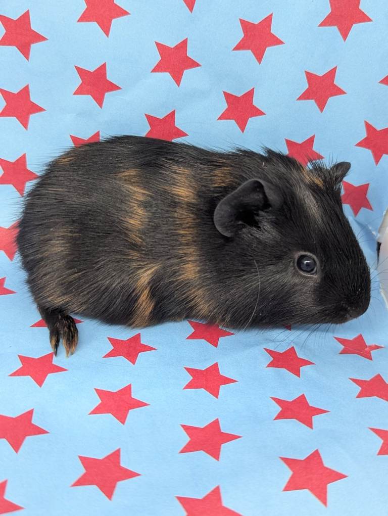 Sold Guinea pig sows (female) dalmatian 