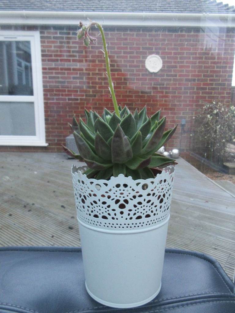 Flowering succulent (BH6) 