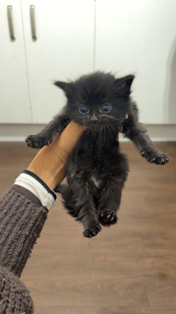 Kittens