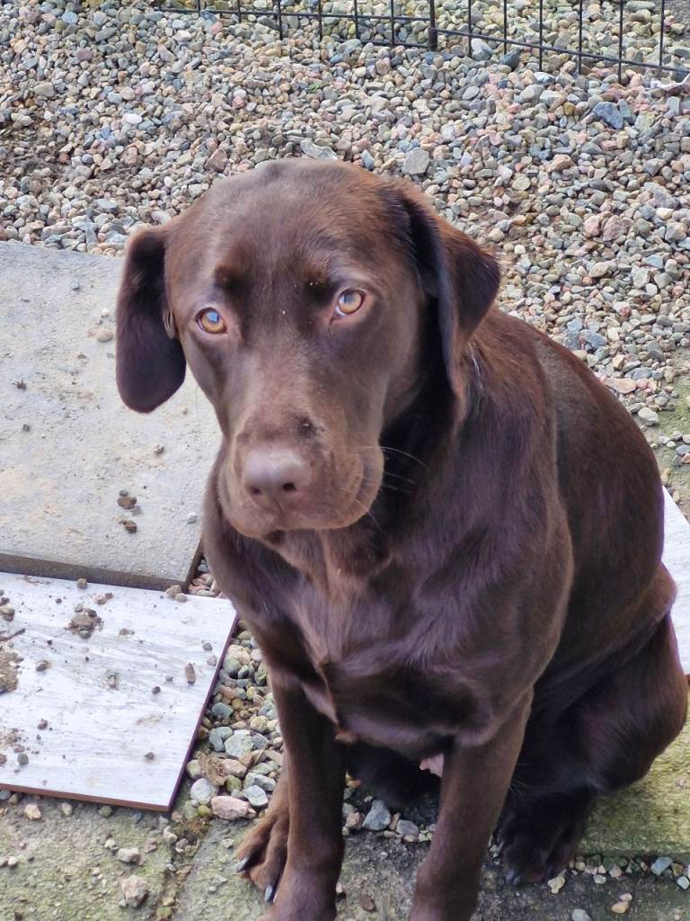 Female Chocolate Lab