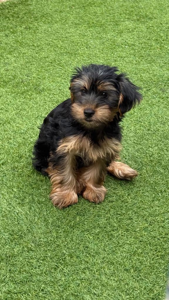 Lovely boy Yorkshire Terrier 