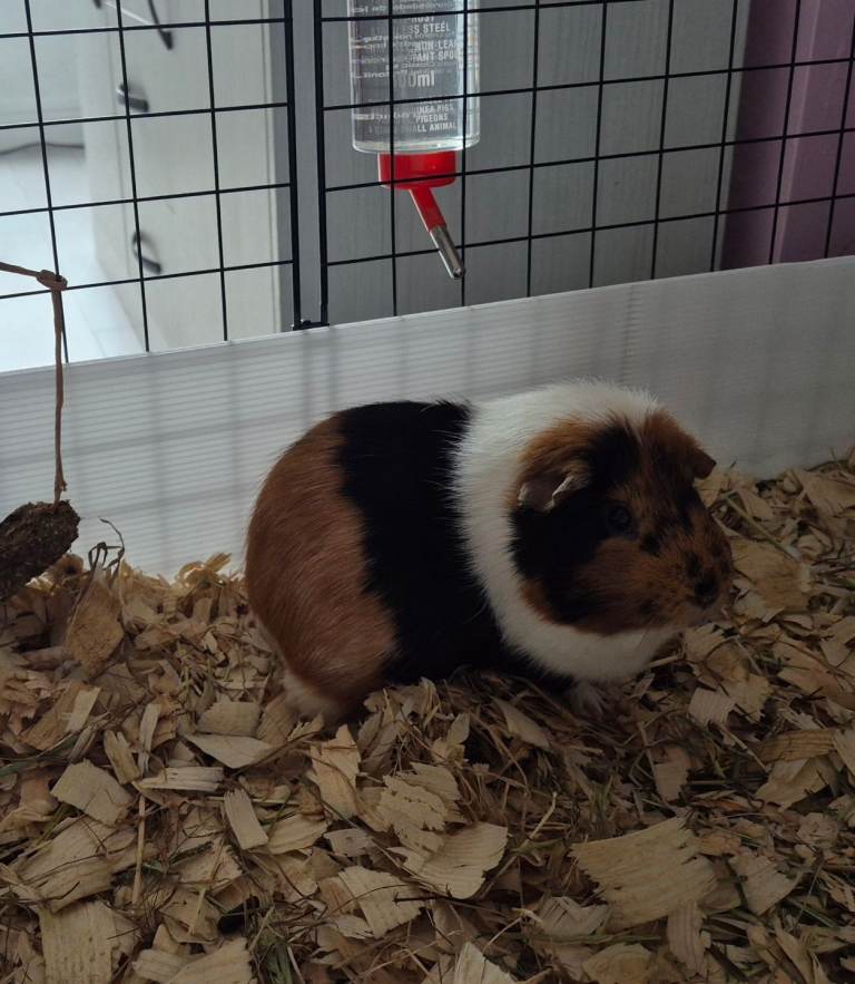 2 male guinea pigs