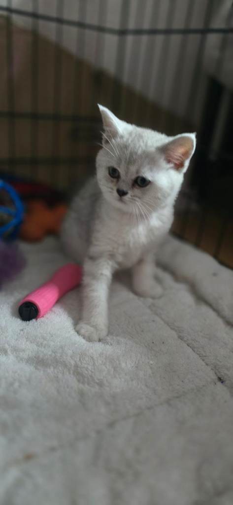 Beautiful British kittens