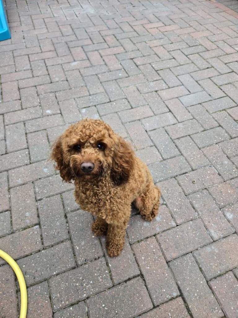 14 month Cavapoo Male