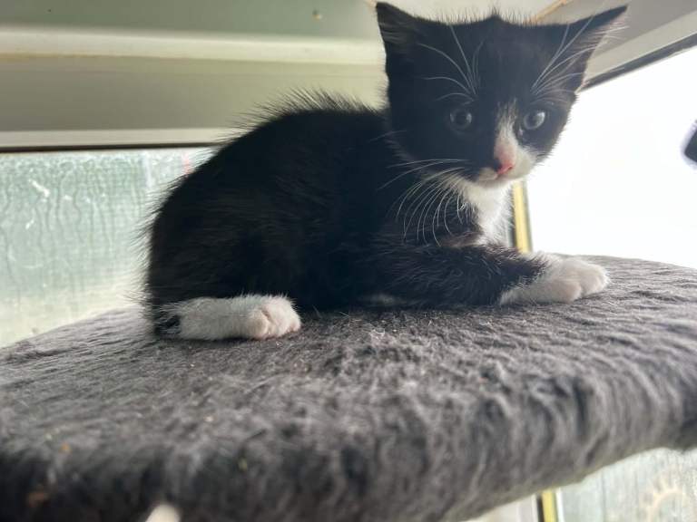 Kittens 