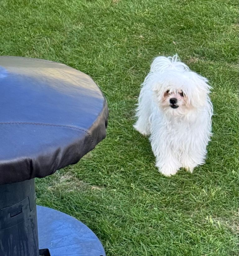 Teacup Korean Maltese terrier very tiny 
