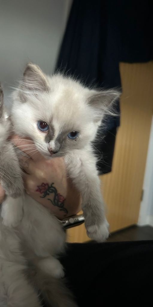 Ragdoll female kitten 
