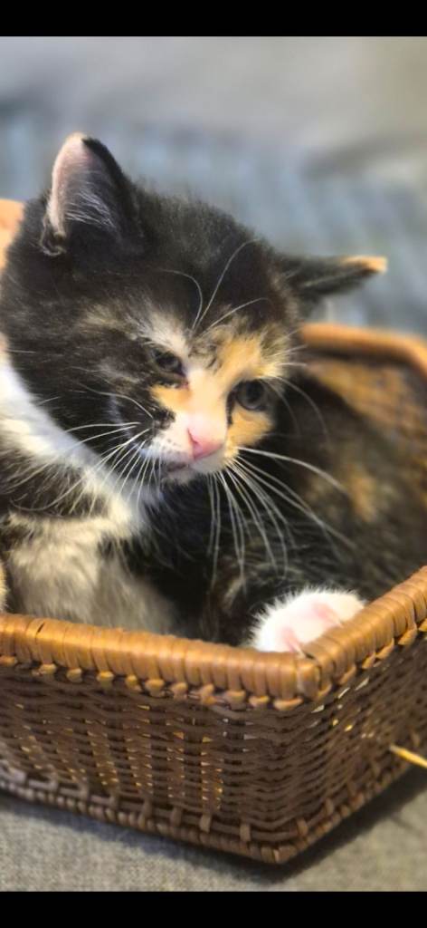 Kittens