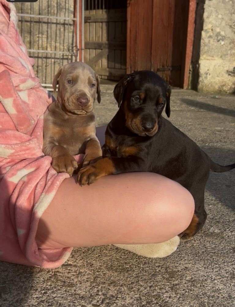   Dobermann puppies for sale 