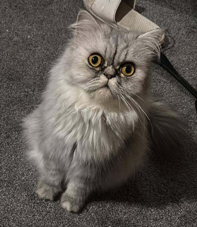Chinchilla Persian 