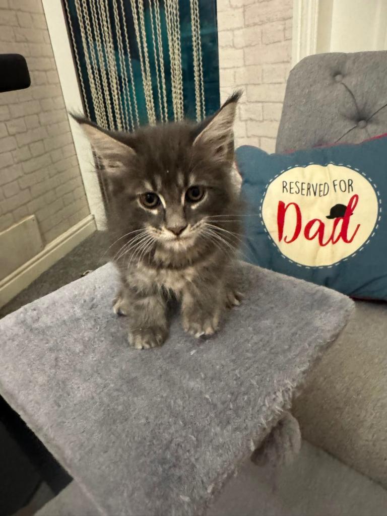 Maine coon kitten 