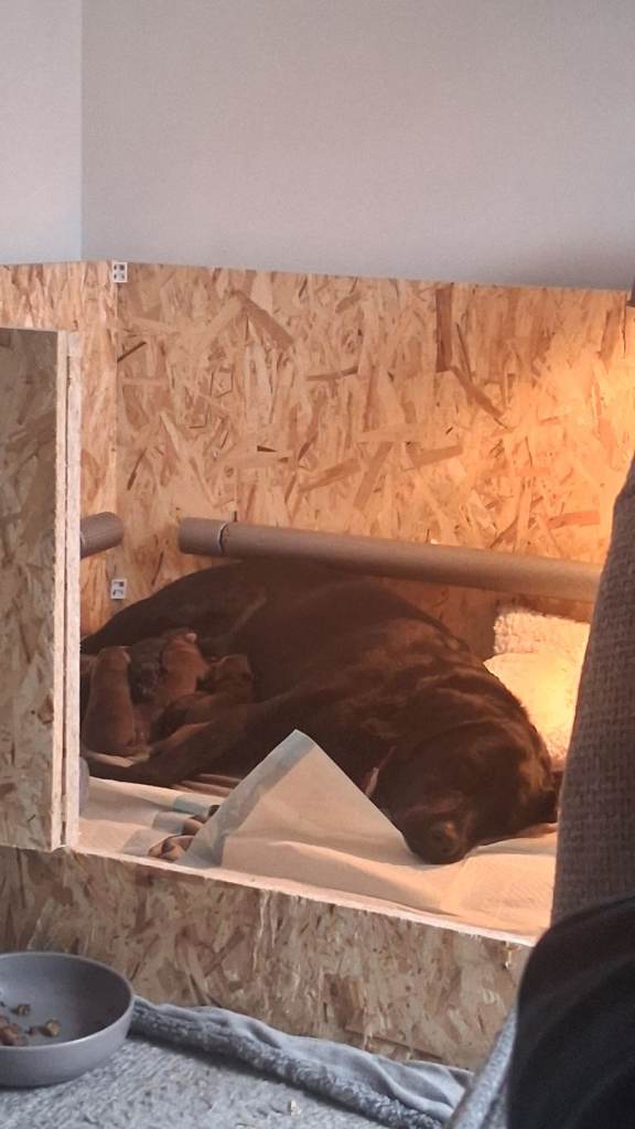 Labrador puppies black and chocolate 