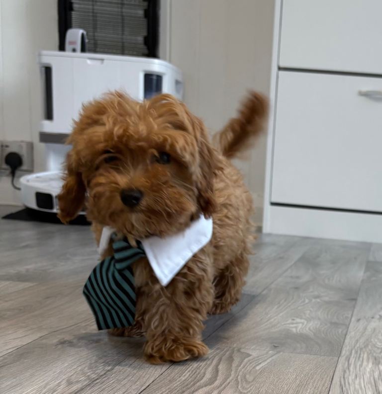 READY NOW 6/8/26 ) CAVAPOO F1BB X ASIAN POODLE 