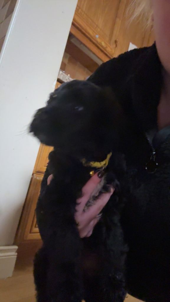 Cockapoo x collie pups 