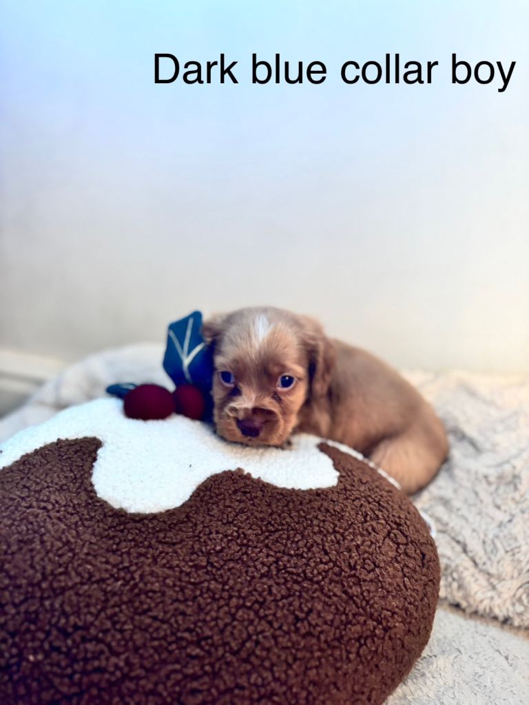 🐾 Gorgeous F1b Sprocker Spaniel Puppies – 5 Males Ready on the 18th December 🐾
