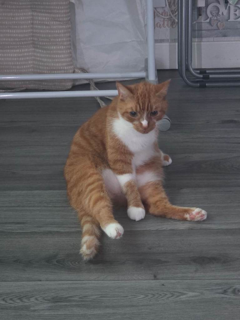 Help Toby find a new home 🏡