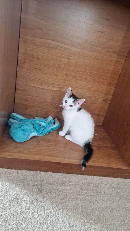 Kittens for sale