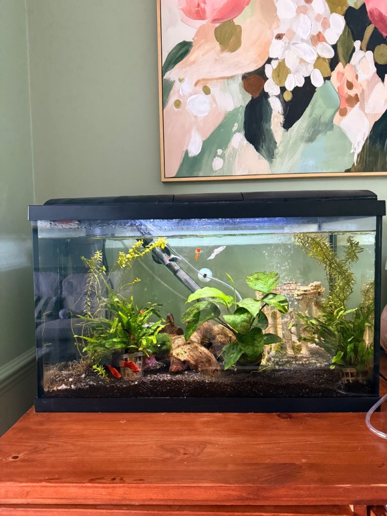 Aquarium fish tank, guppies and platys