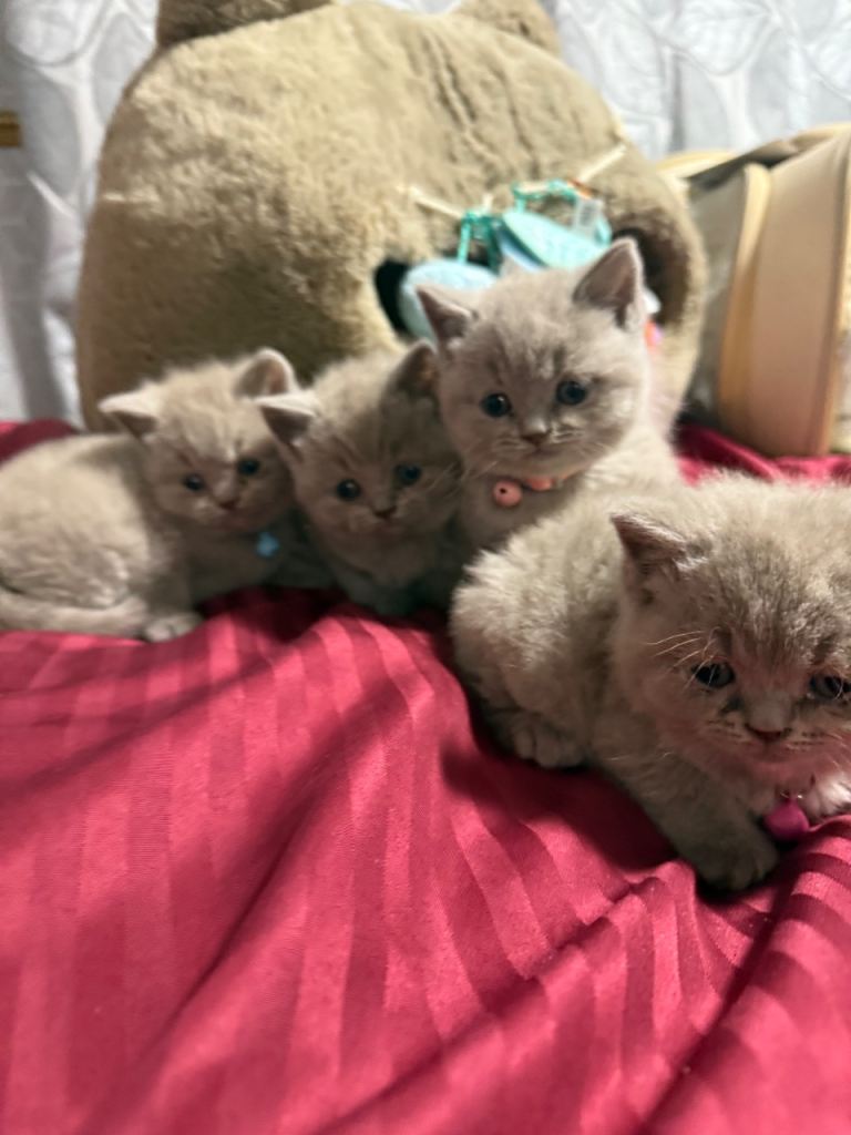 British shorthair kittens for sale 