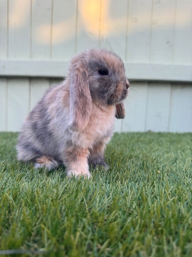 Mini lops 