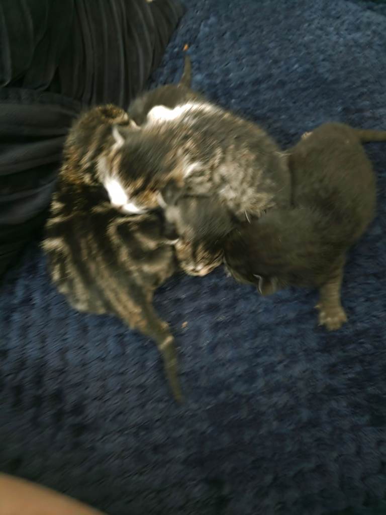 Beautiful kittens 