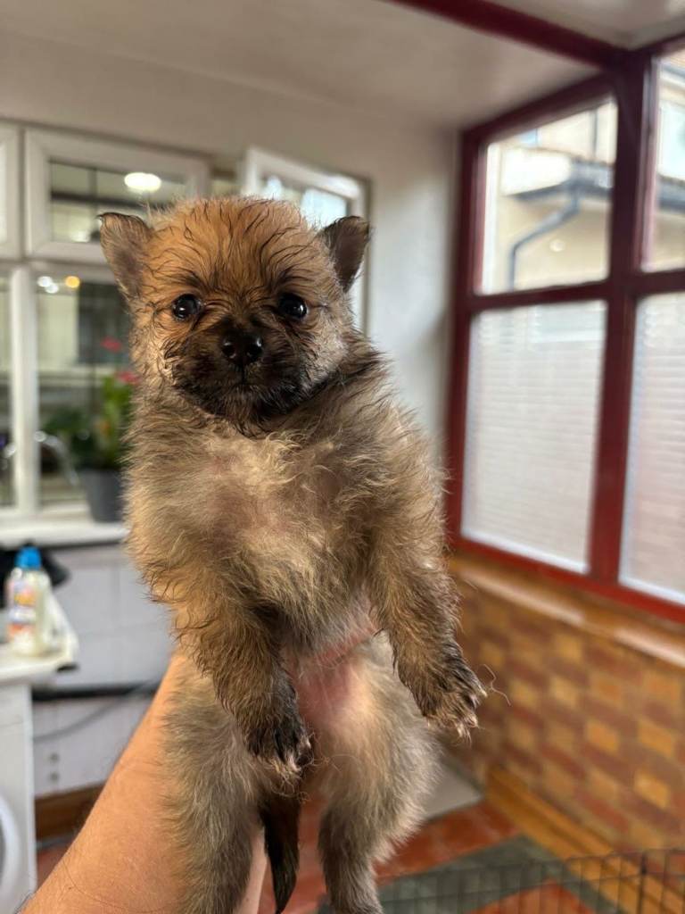 Pomeranian puppies 