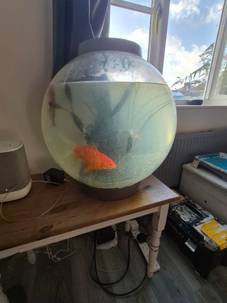 3 fish 
