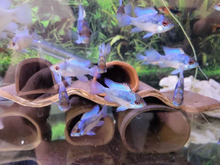 Rare Angles, Guppy, Rams, Corys + more