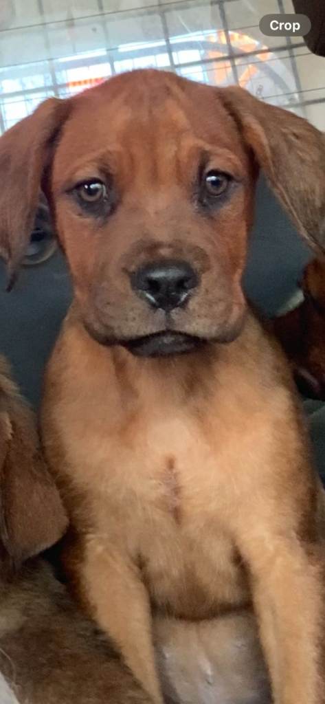 Dogue de bordeaux/rottweiler pups