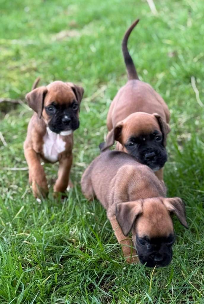 Boxer male puppies 
