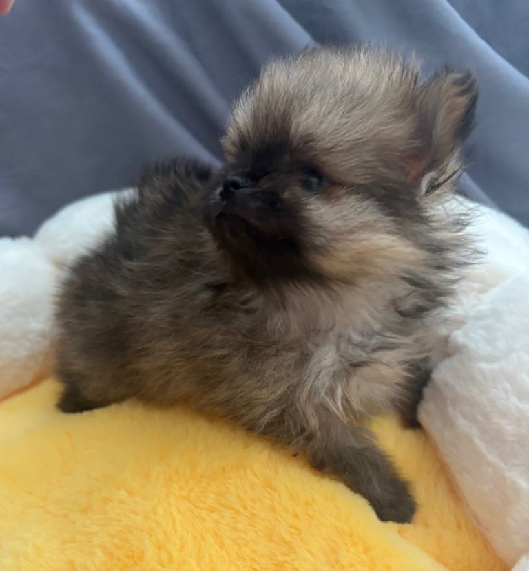 Beautiful quality kc Pomeranian puppies females