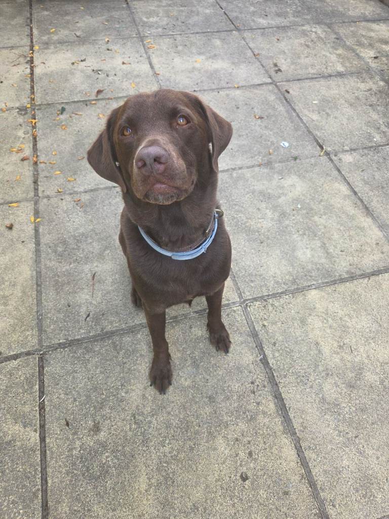 Male labrador 