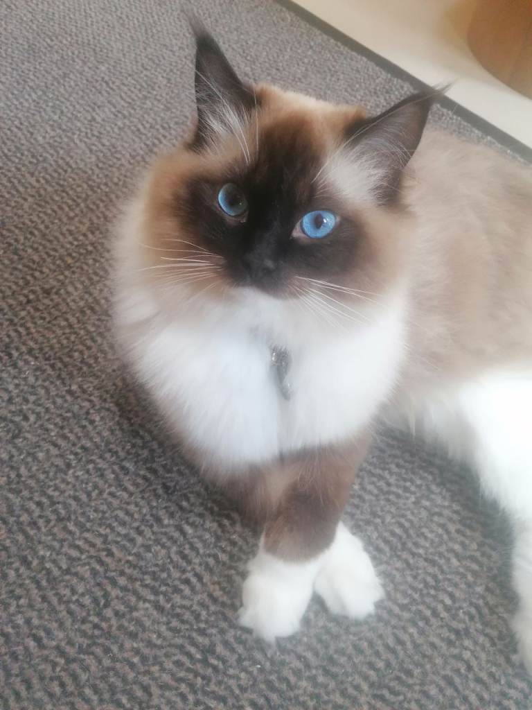 Ragdoll cat