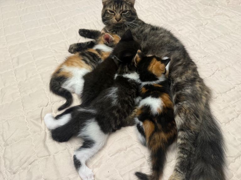 *** RESERVED*** 4x Female Kittens For Sale