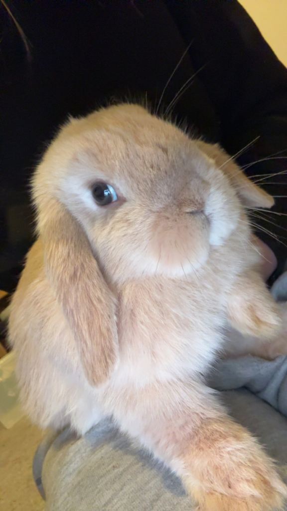 6 month old mini lop buck - friendly & healthy