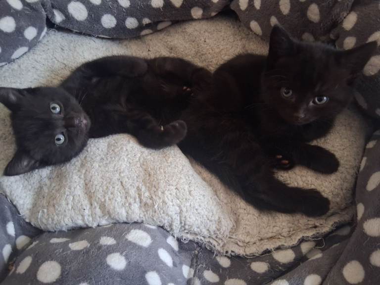 5 Male all black kittens
