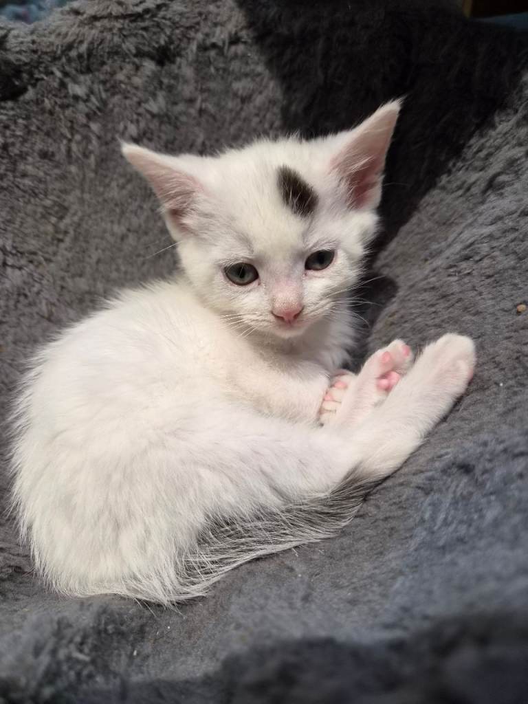 Stunning kittens