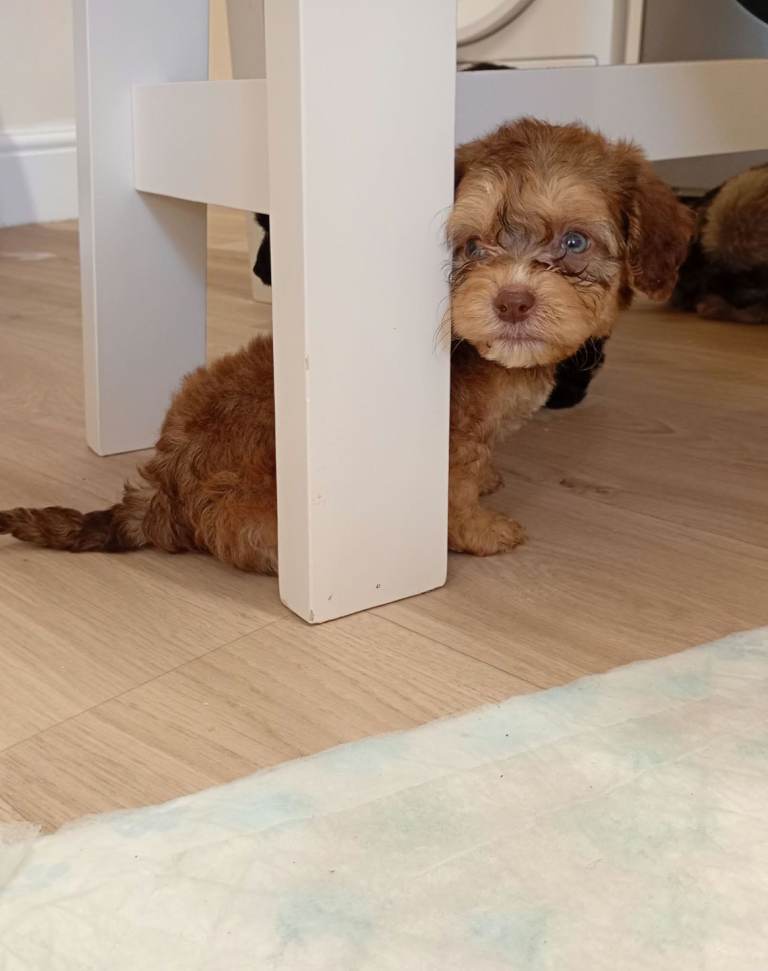 Shihpoo puppies 