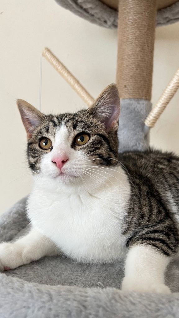 Luna – Beautiful 6 Month Old Kitten